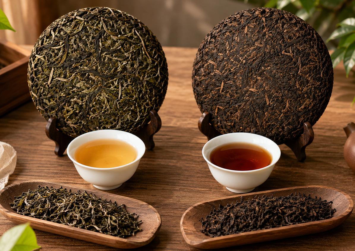 Sheng vs Shou Pu-erh Tea | Key Differences Explained